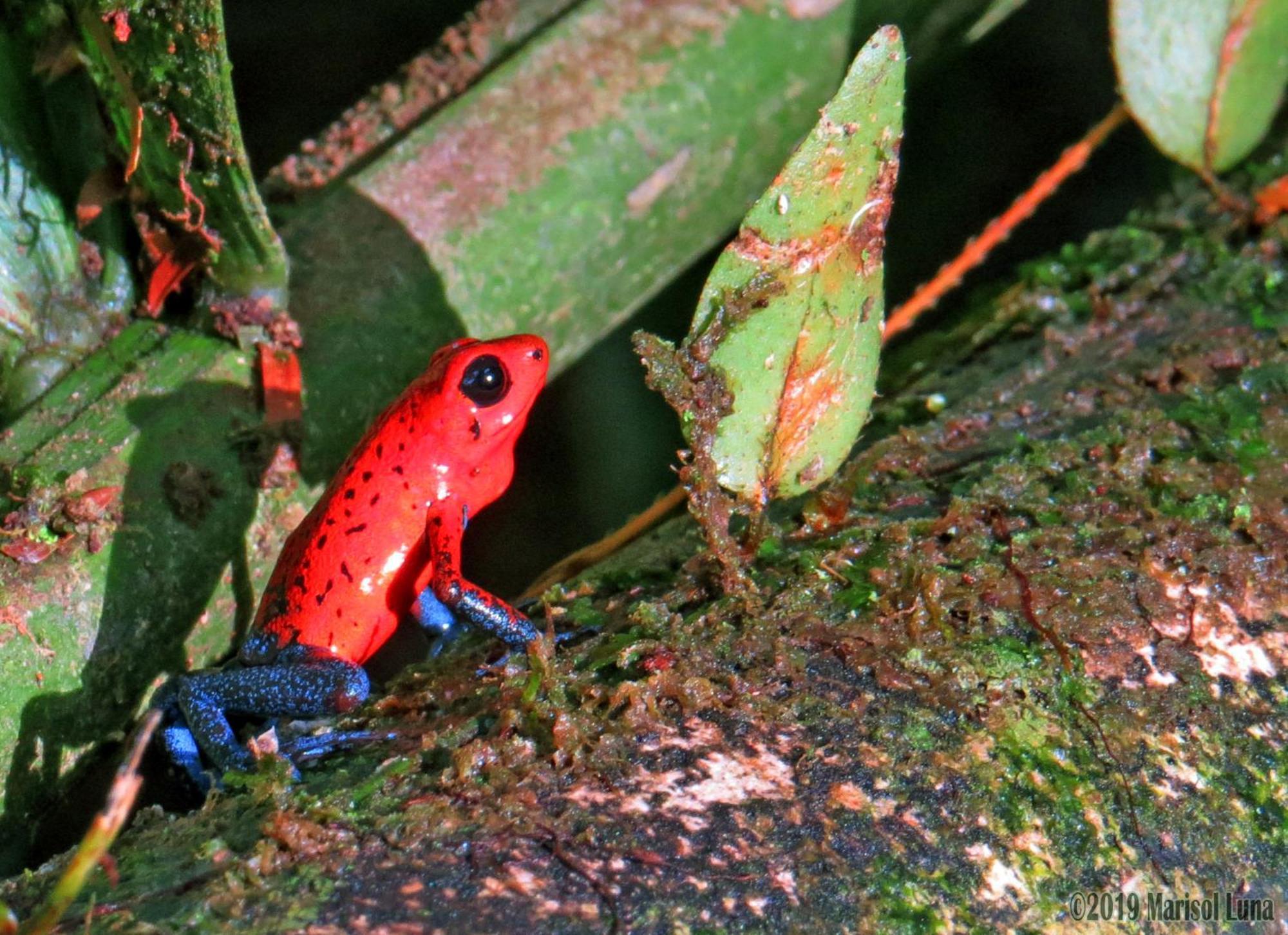 La Selva Biological Station Otel Sarapiquí Dış mekan fotoğraf