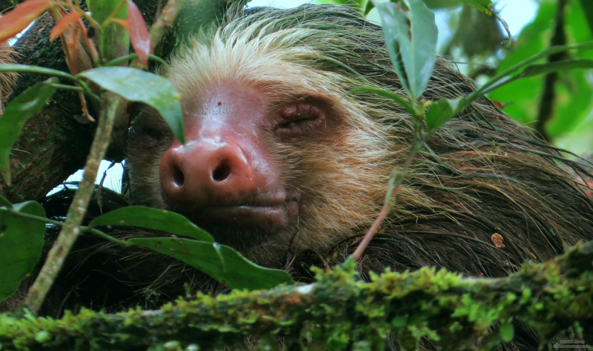 La Selva Biological Station Otel Sarapiquí Dış mekan fotoğraf