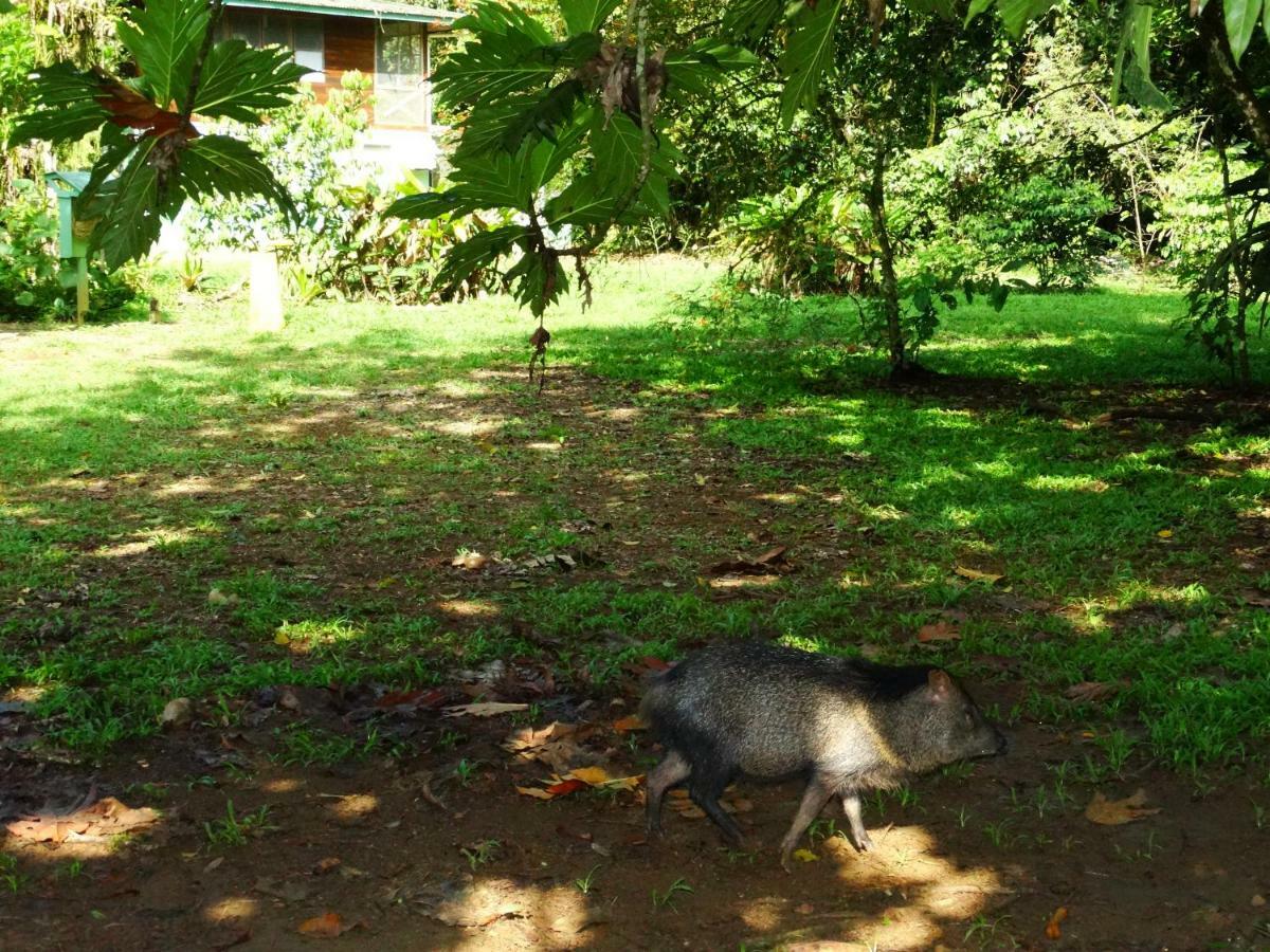 La Selva Biological Station Otel Sarapiquí Dış mekan fotoğraf